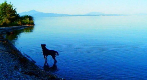 Il cane, scena molto ricorrente nel film