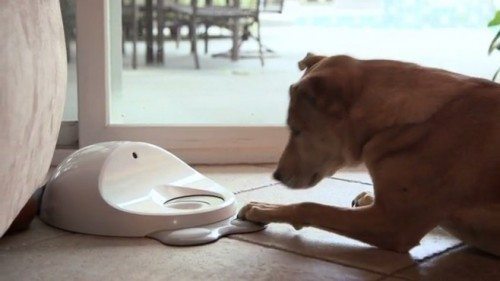 Cleverpet: presentata ufficialmente la prima console da gioco per cani