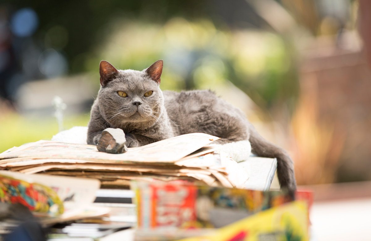 il mistero del gatto trafitto