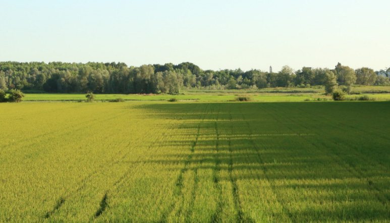 I volti della via Francigena: dal 13 ottobre al cinema il film di Fabio Dipinto