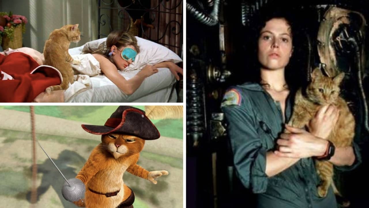 Dagli Aristogatti a Pets: ecco i 14 migliori film sui gatti al cinema