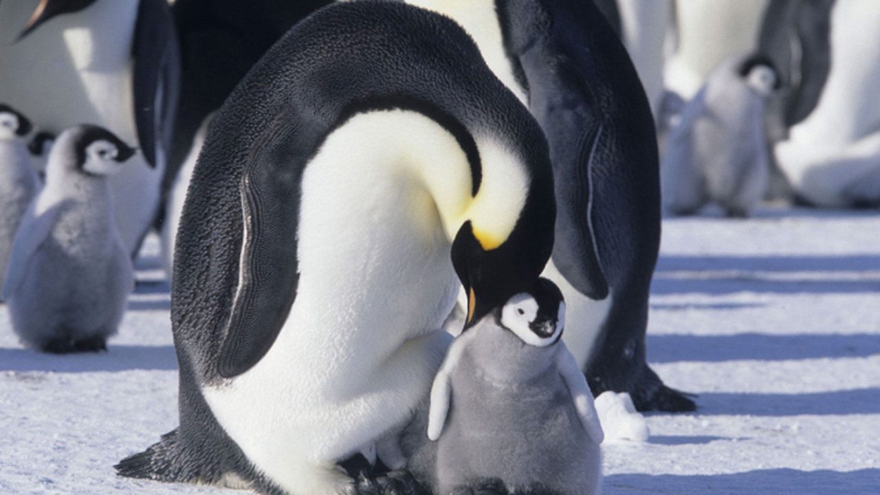 La Marcia dei Pinguini: Il Richiamo – arriva al cinema il sequel del film campione d’incassi