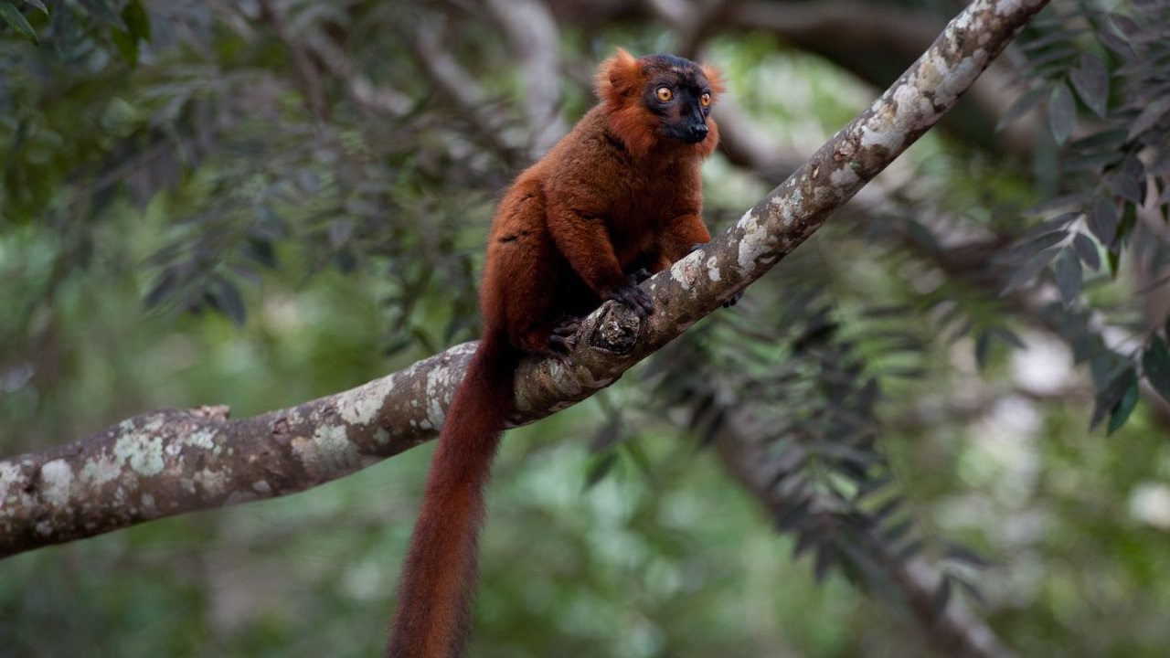 Madagascar: l'isola dei lemuri - Recensione