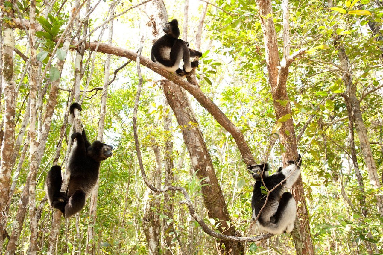 Madagascar: l’Isola dei Lemuri - stasera in tv su Sky 3D il documentario narrato da Morgan Freeman