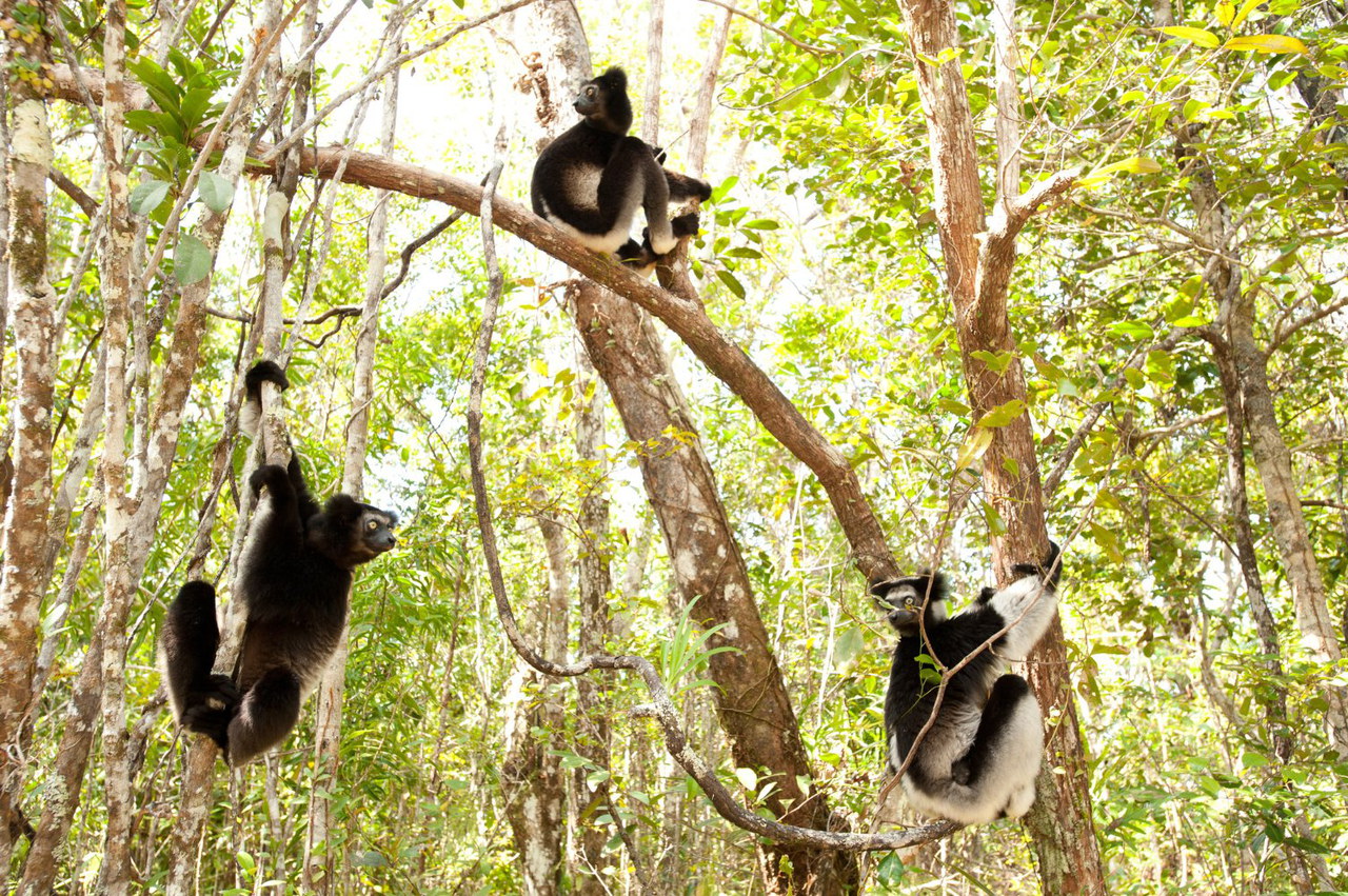 Madagascar: l’Isola dei Lemuri – recensione del documentario con Morgan Freeman