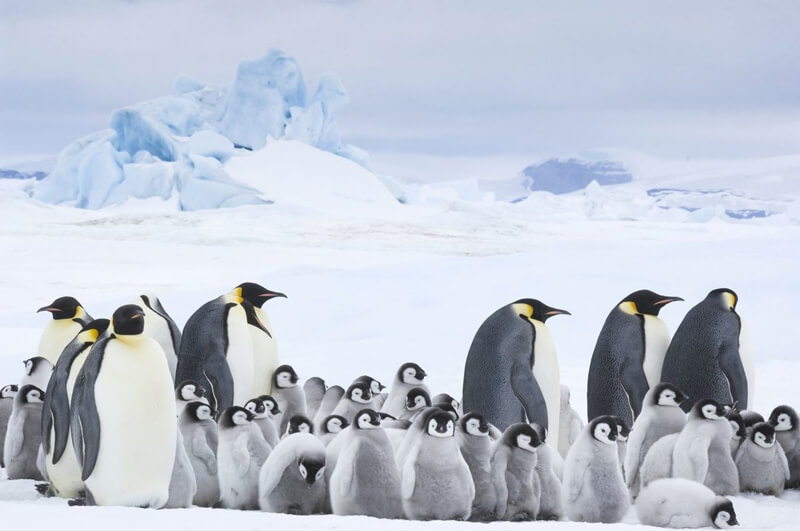 la marcia dei pinguini il richiamo foto