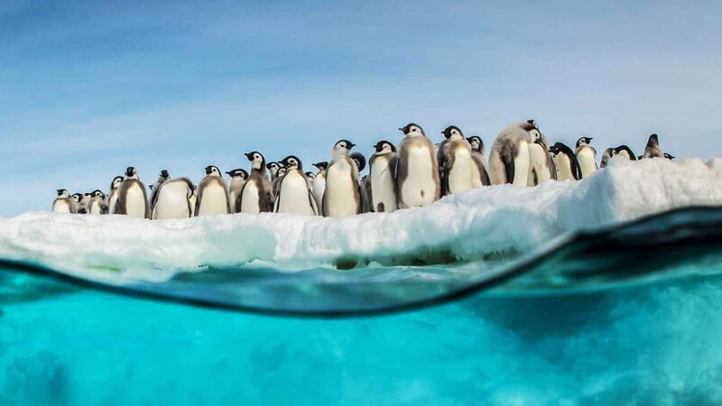 la marcia dei pinguini il richiamo pulcini