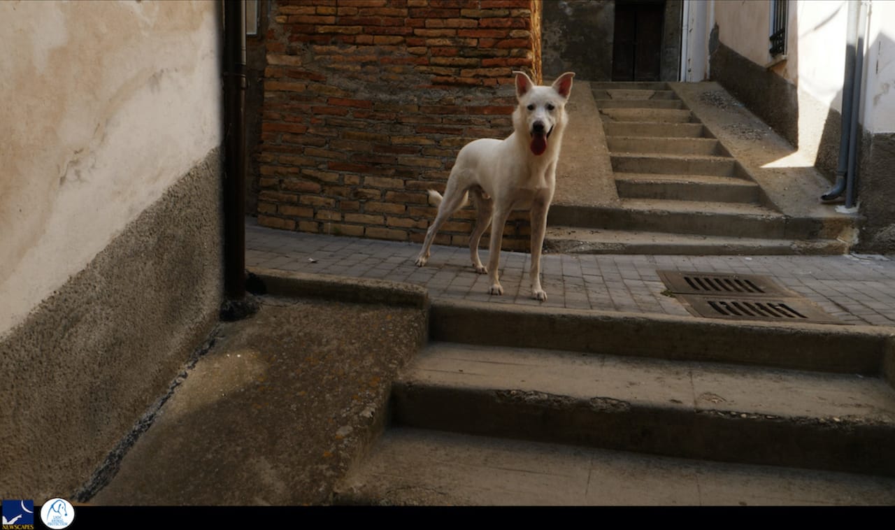 Angelo, vita di un cane di strada: il corto sulla triste storia del cane torturato