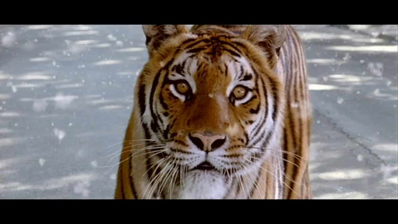 La tigre e la neve