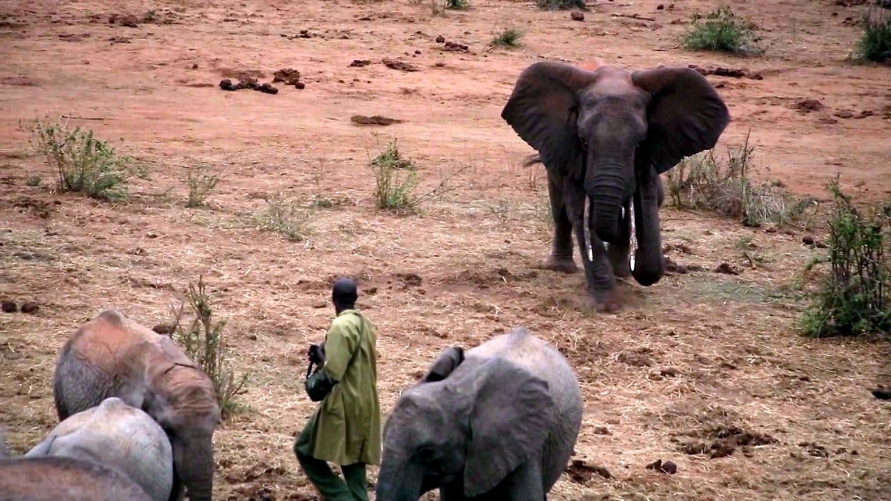 Ivory: A Crime Story