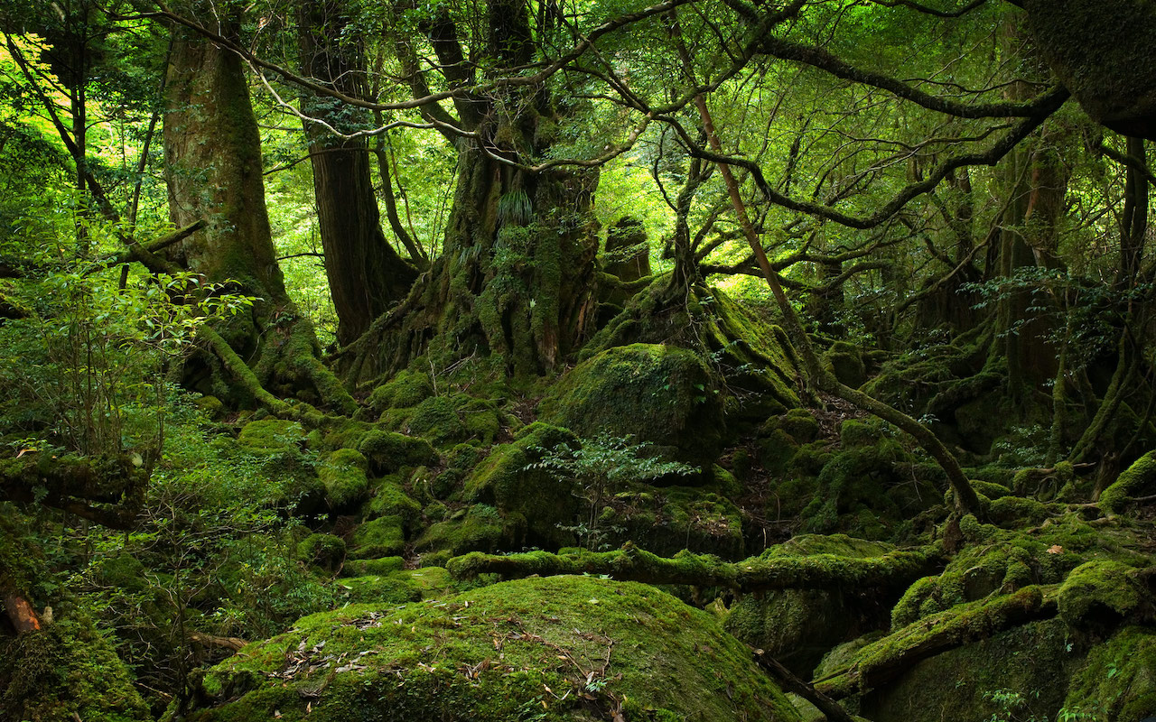 jukai la foresta dei suicidi