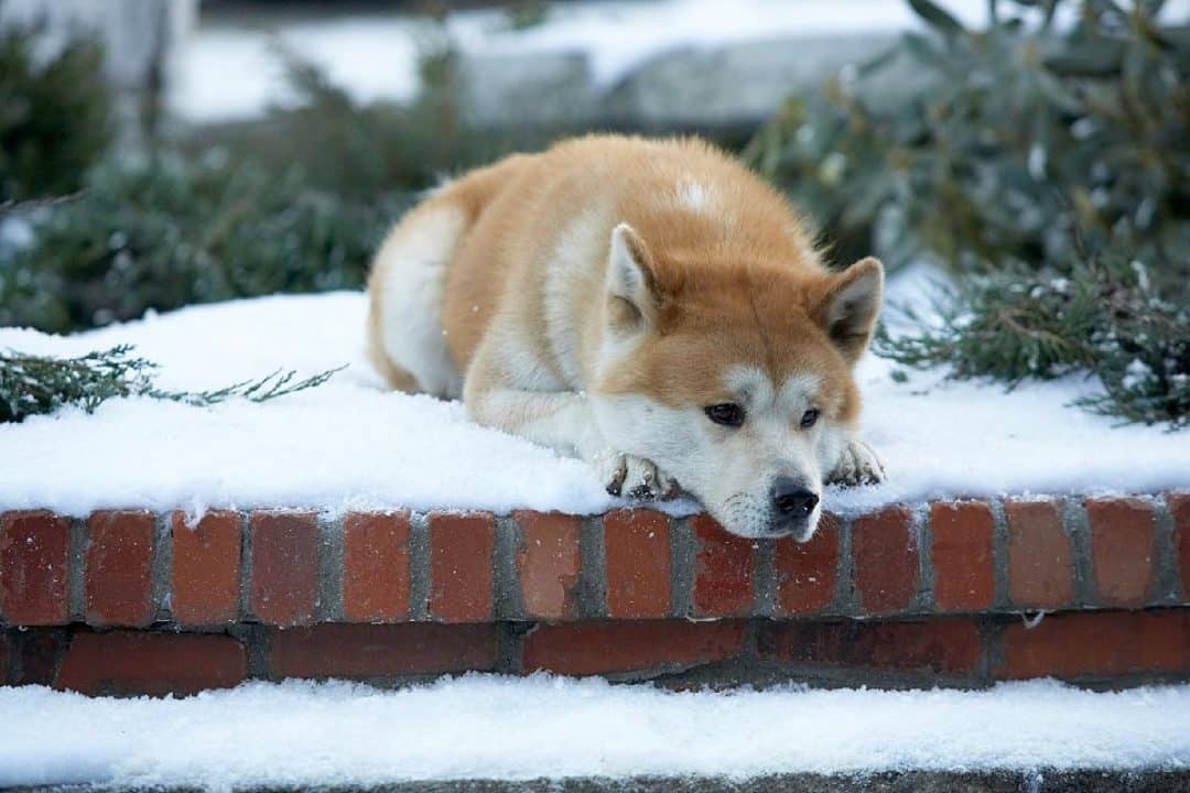 Hachiko - Netflix