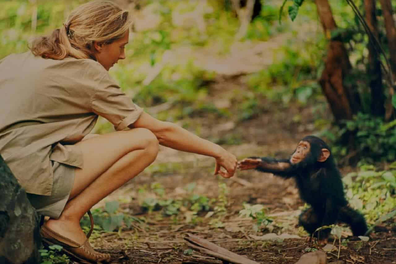 Jane: la storia della primatologa su National Geographic il 18 marzo