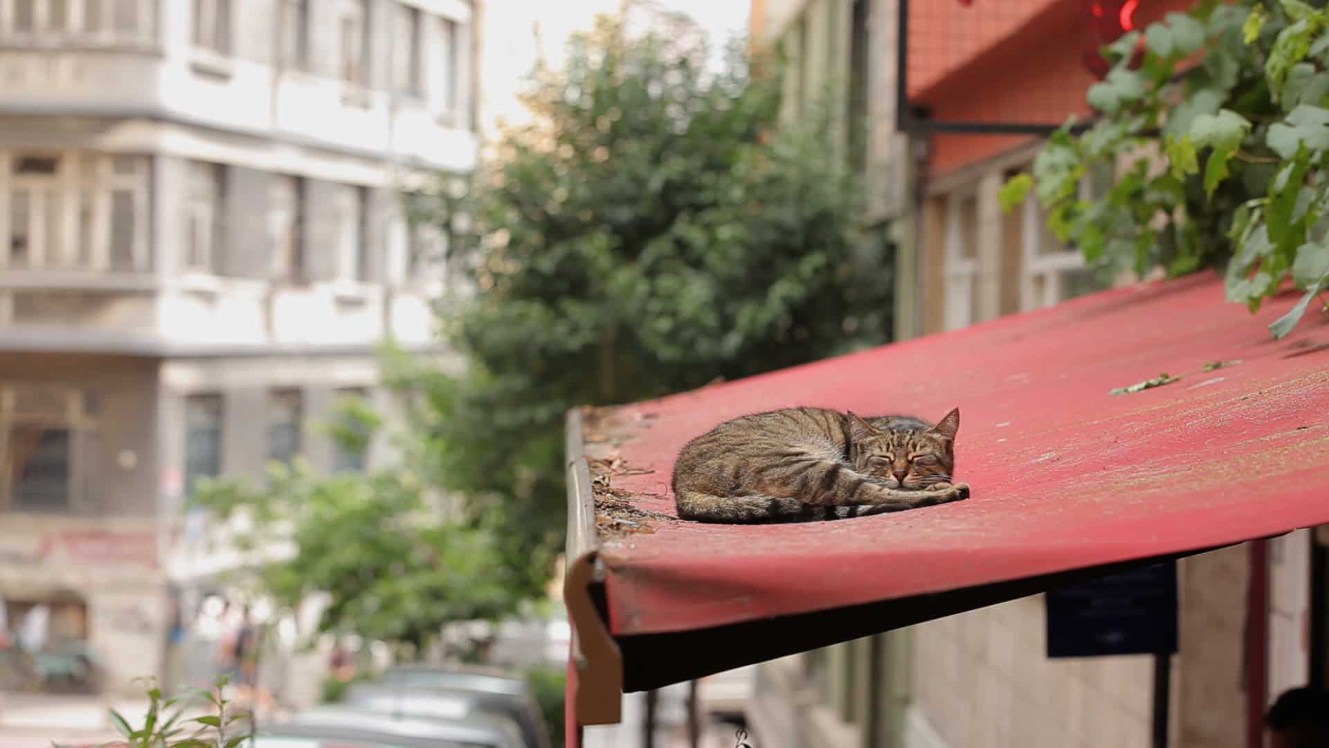 Kedi – La città dei gatti: recensione del documentario di Ceyda Torun