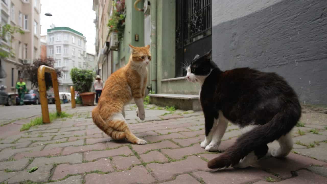 Kedi - La città dei gatti Cinematographe.it