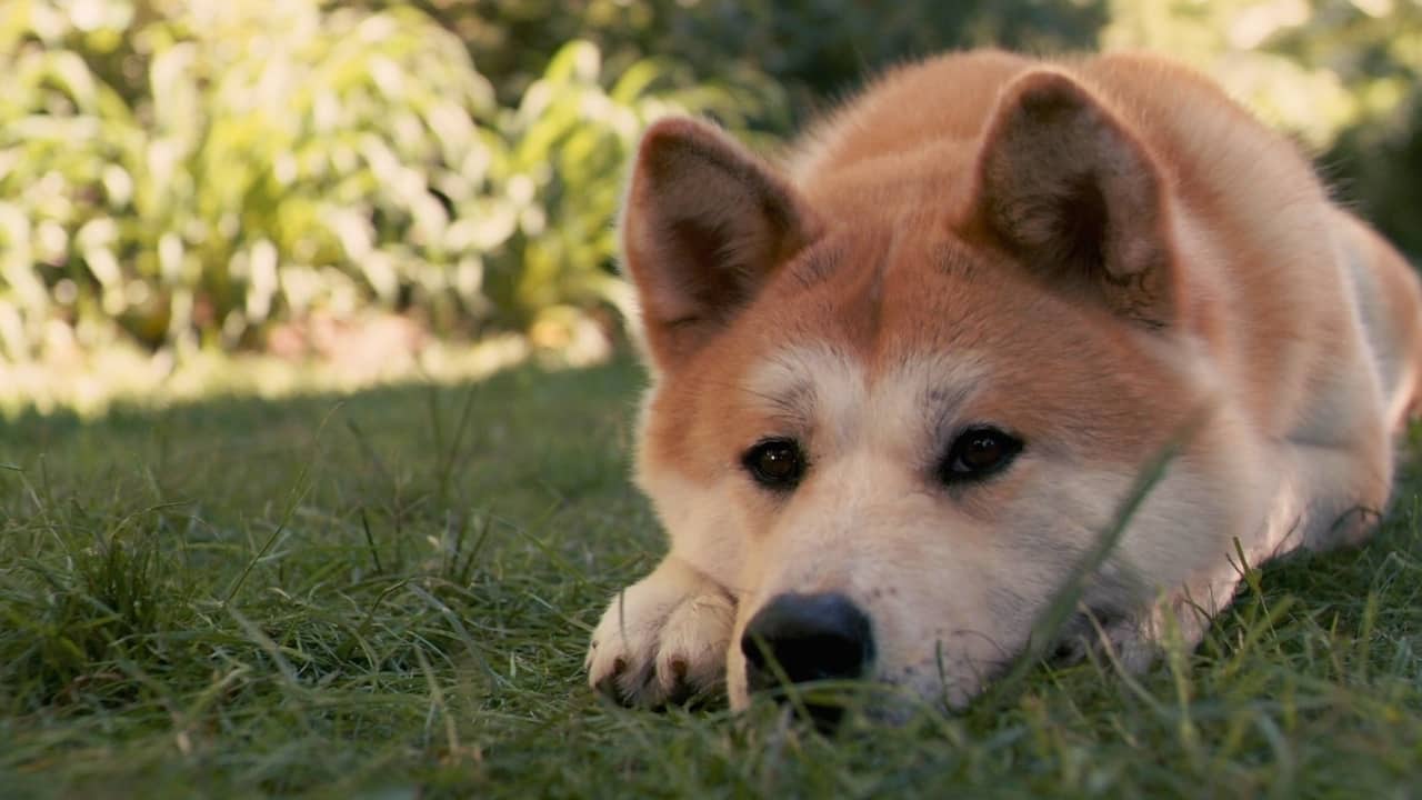 I Film Sui Cani Piu Belli Dagli Anni 40 Al 18 Cinematographe It