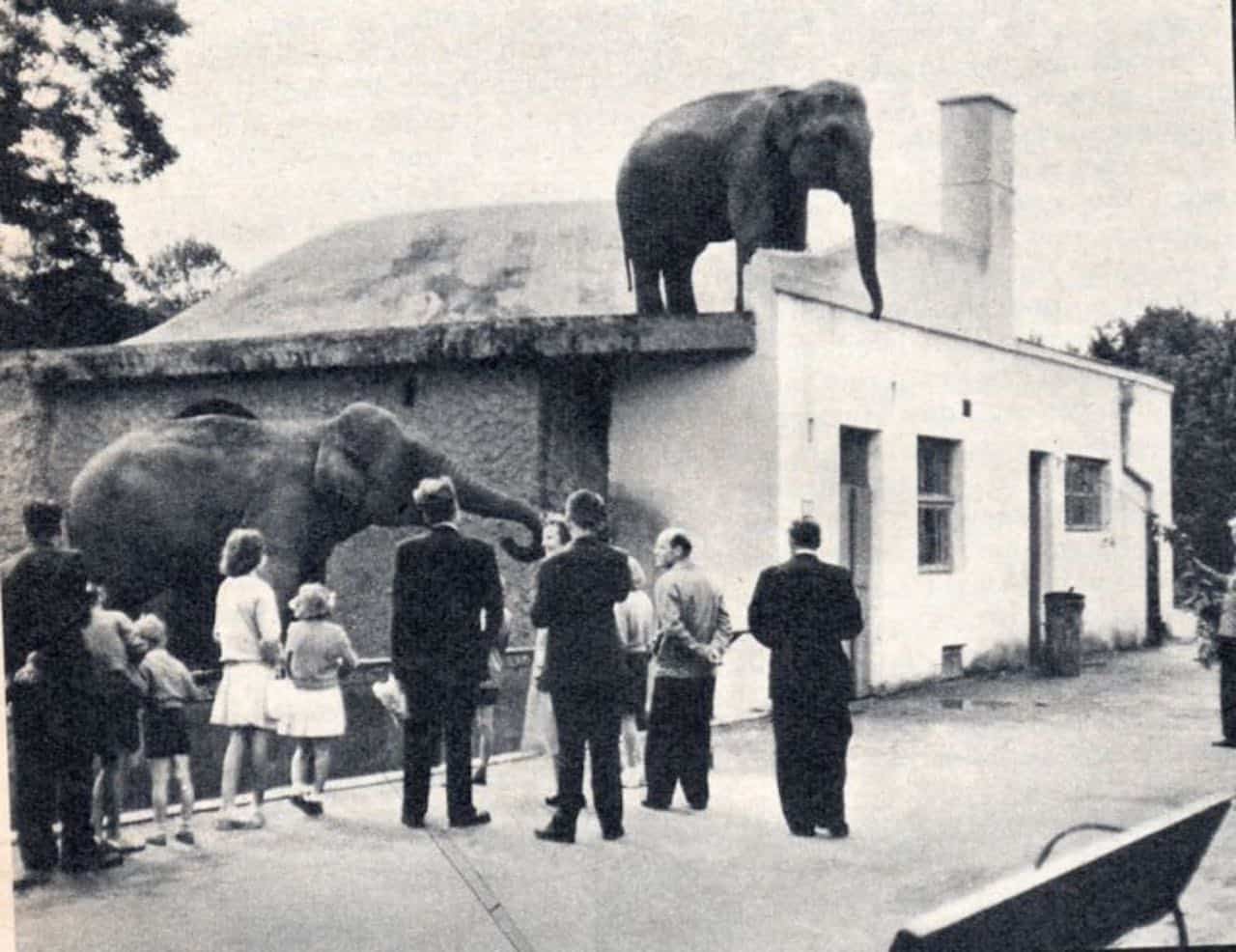 La signora dello zoo di Varsavia