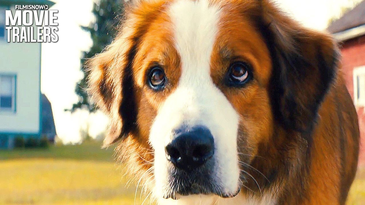 A Dog’s Journey: ecco il trailer del sequel di Qua la zampa!