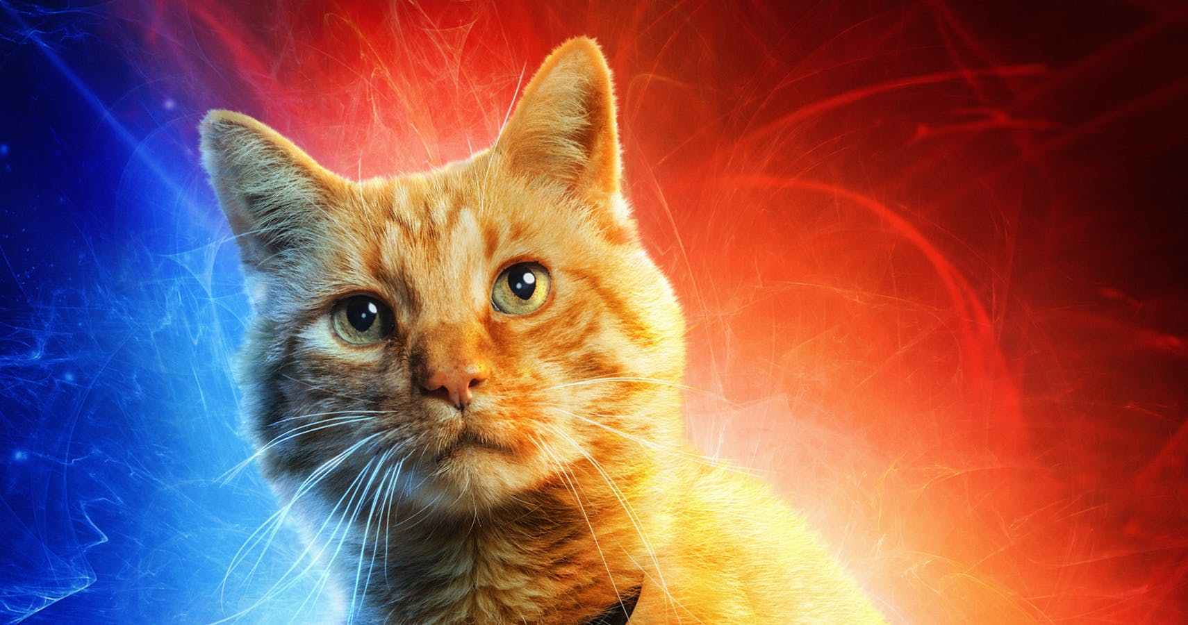 Captain Marvel: perché Goose è interpretato da un gatto maschio?