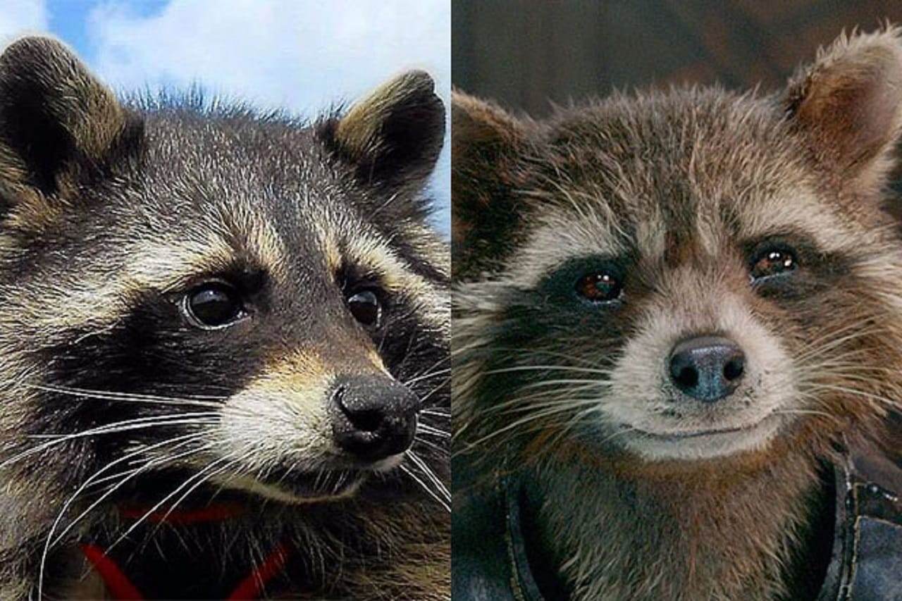 Guardiani della Galassia: morto Oreo, il procione che ha ispirato Rocket