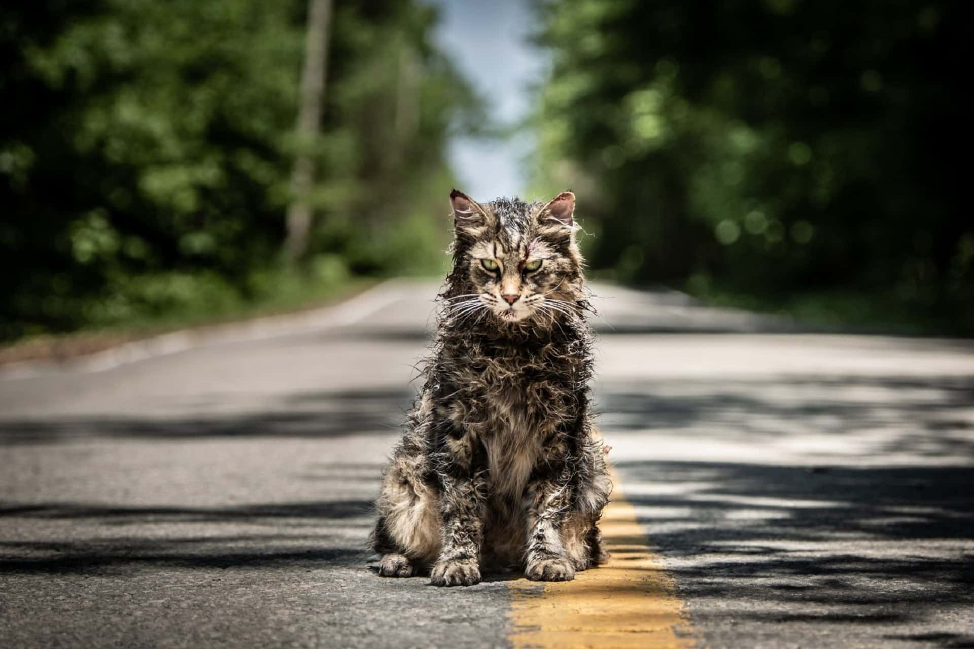 Pet Sematary: l’orrore continuerà in un film prequel