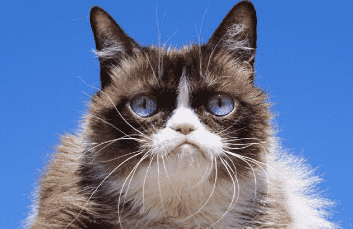 Grumpy: morto il gattino arrabbiato star di internet e tv