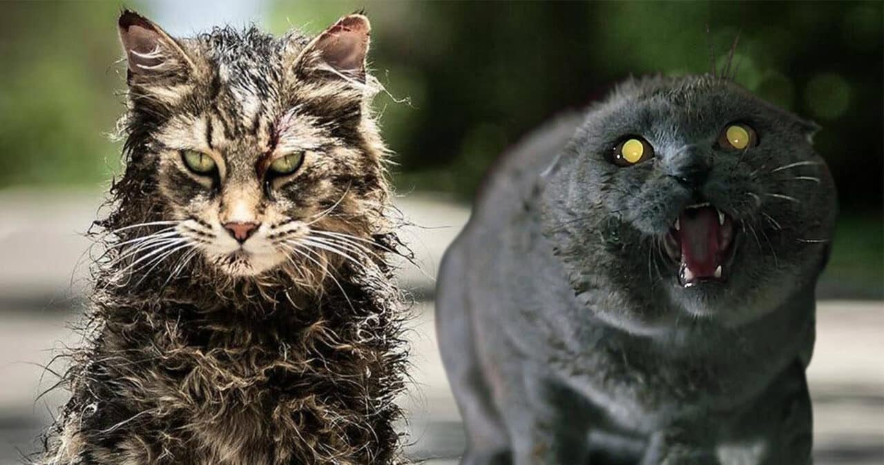 differenze pet sematary 1989 2019 cinematographe.it