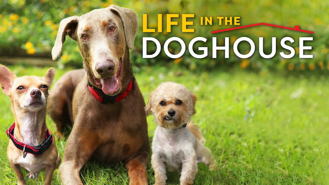 Life in the Doghouse: recensione del documentario Netflix