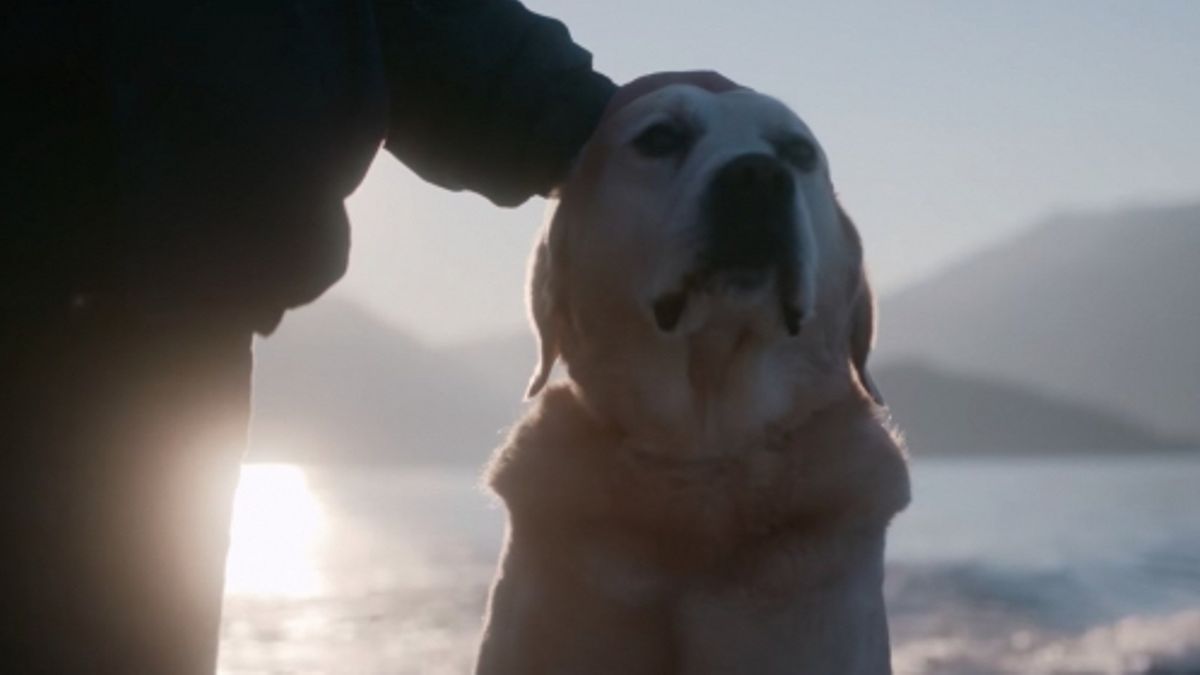I migliori amici dell’uomo (Dogs) è stata rinnovata per una seconda stagione