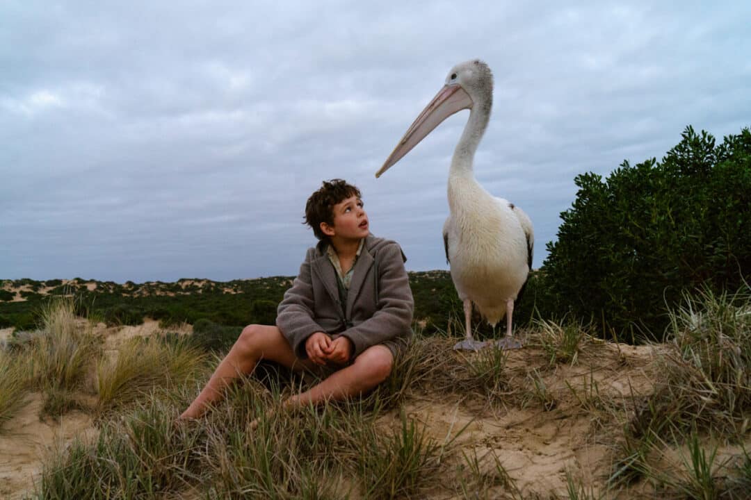 Storm Boy cinematographe.it