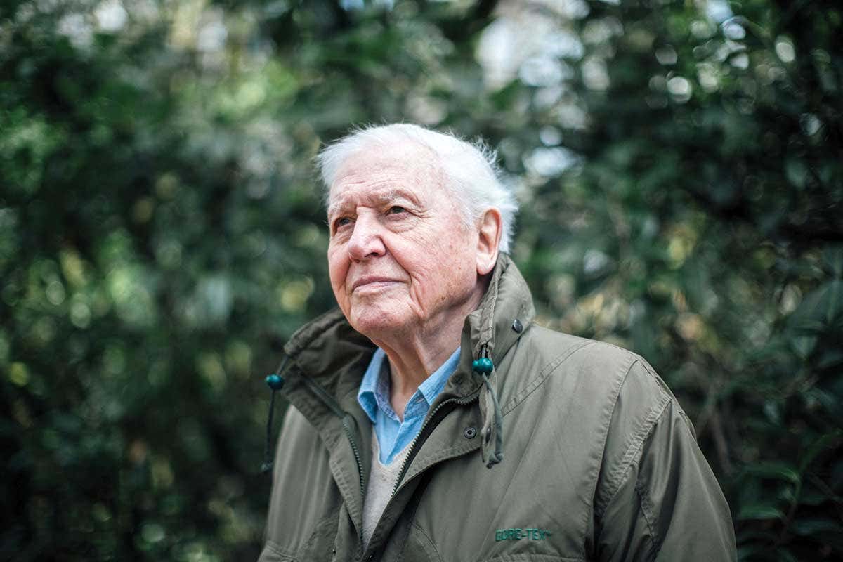 David Attenborough al lavoro su una nuova serie, arriverà su Netflix