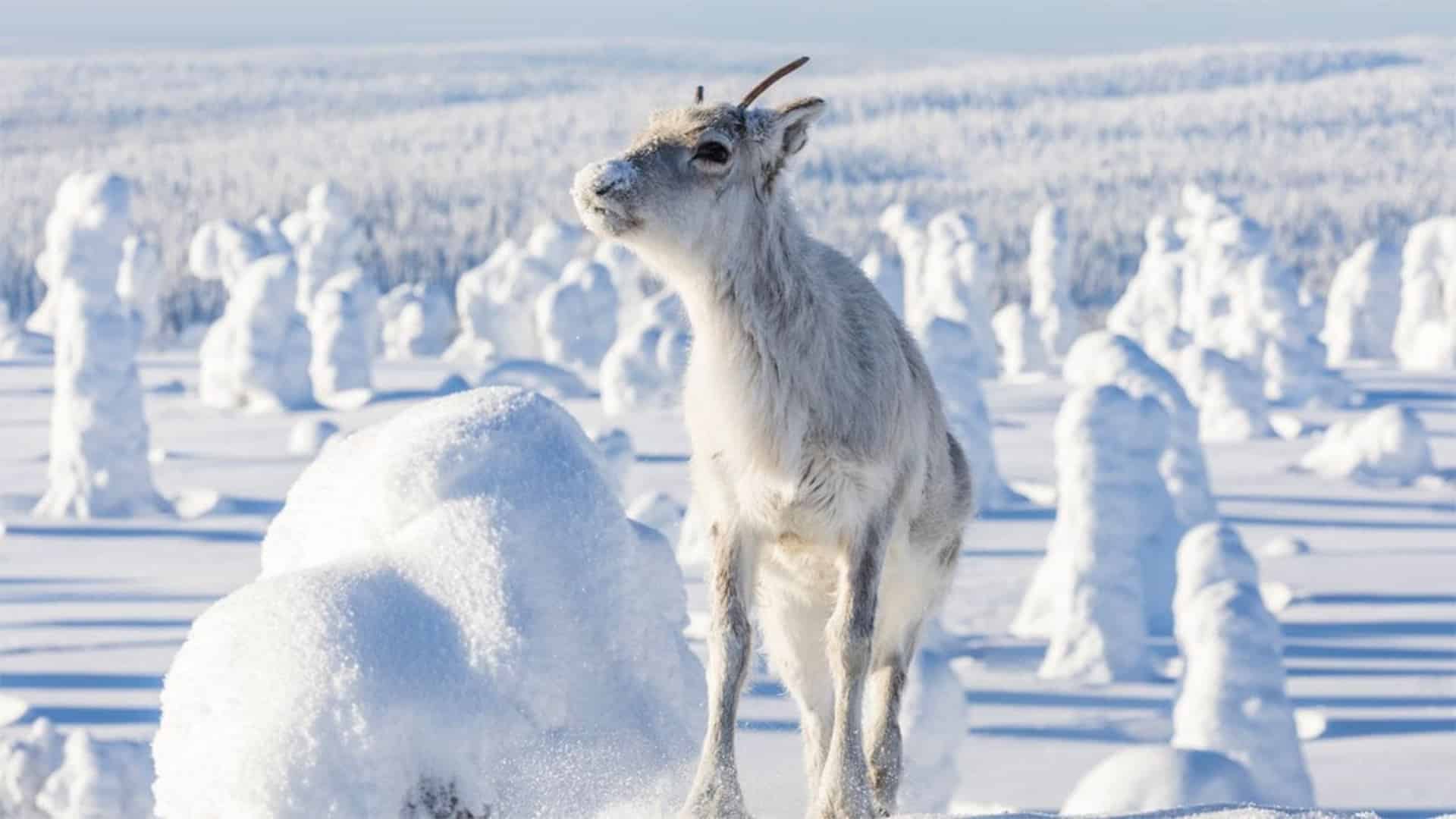 Ailo - un'avventura tra i ghiacci, cinematographe.it