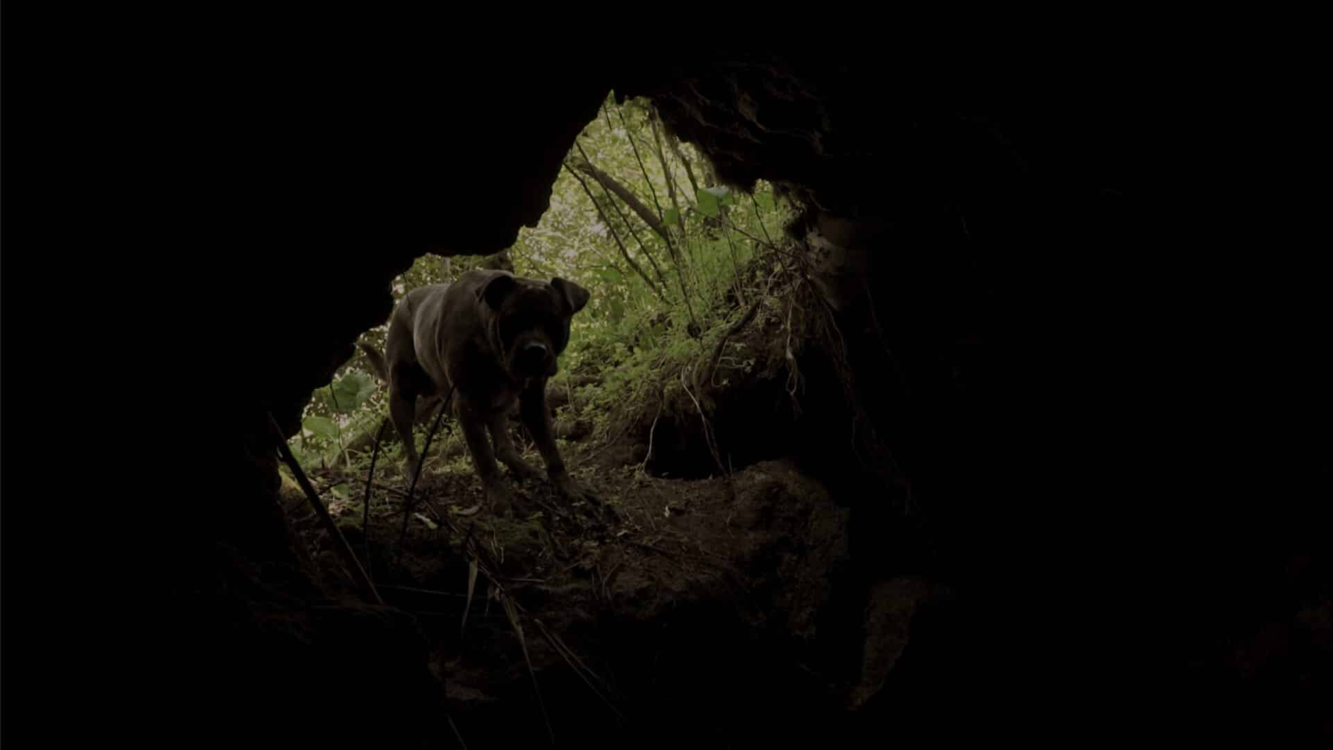 C'è un lupo nel parco del re cinematographe.it