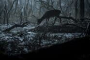 The Witcher Cinematographe.it