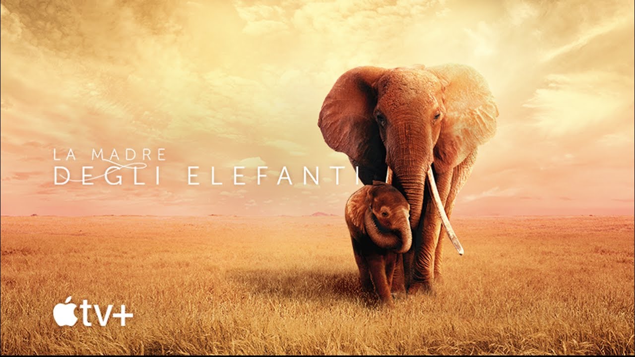 The Elephant Queen: il trailer italiano del documentario di Apple TV