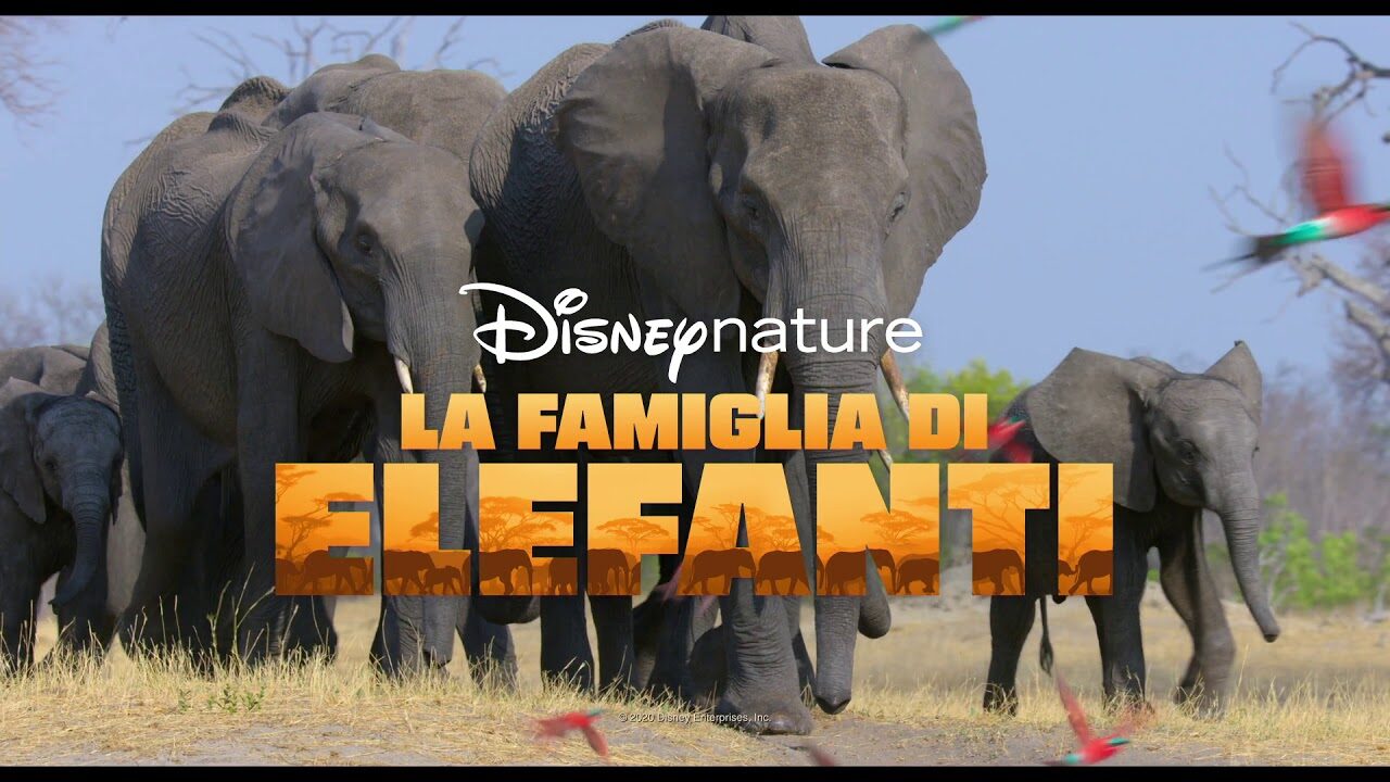 La Famiglia di Elefanti - cinematographe.it