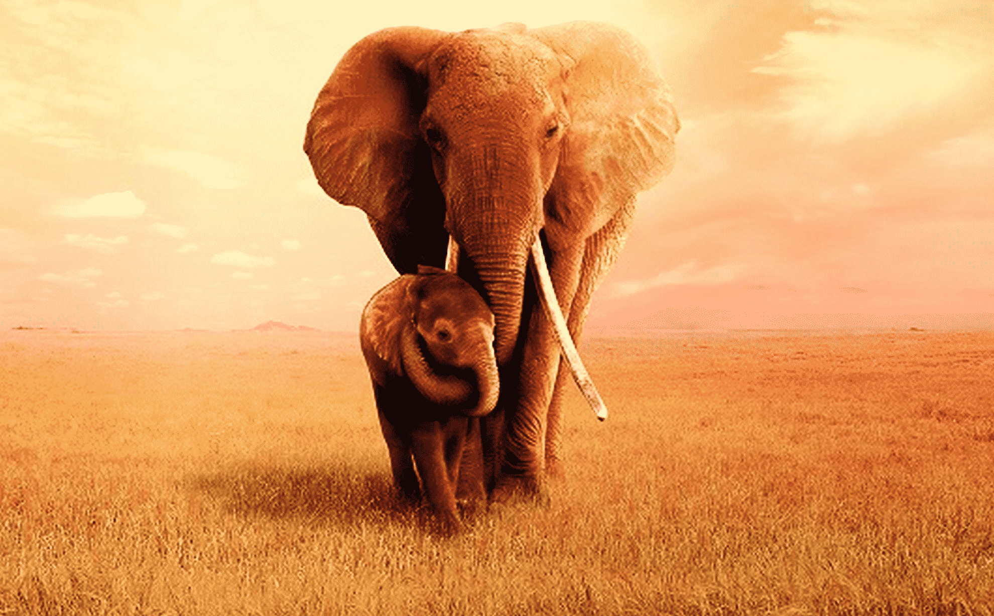 La madre degli elefanti: recensione del documentario Apple Tv+