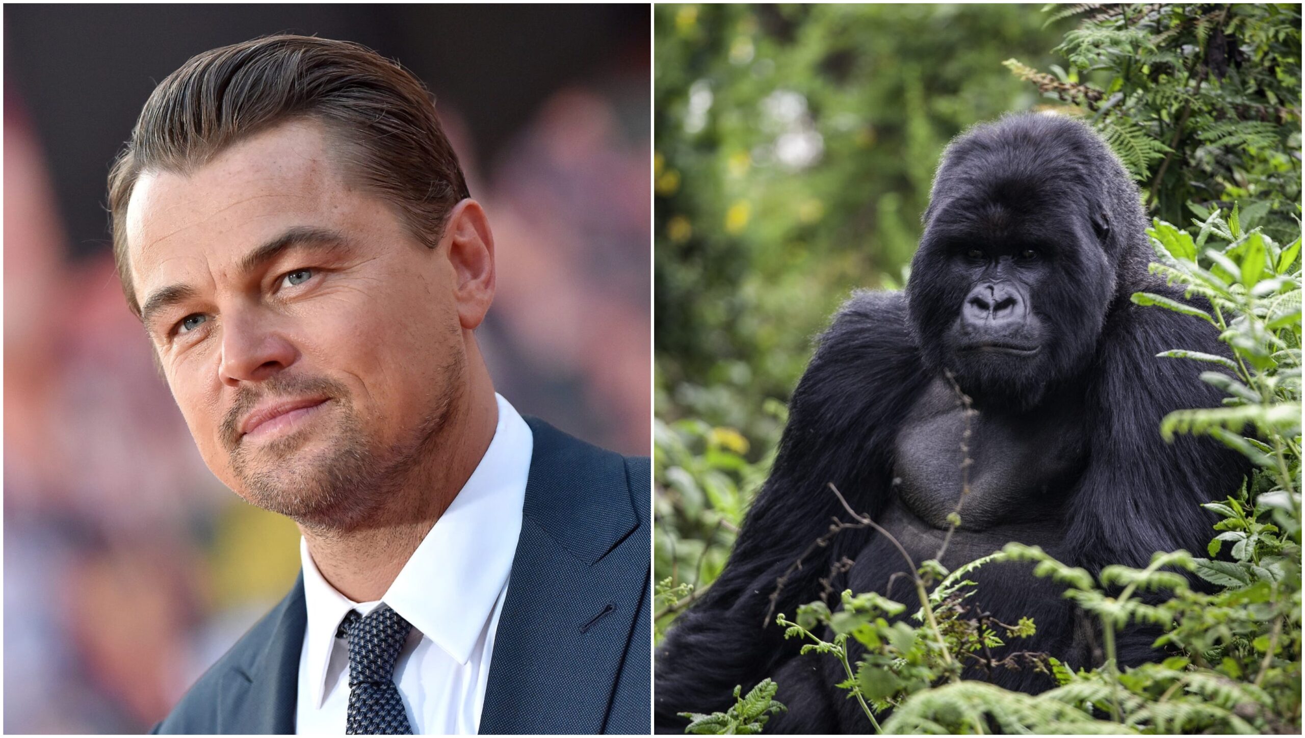Virunga: Leonardo DiCaprio lavora al film Netflix sui gorilla a rischio estinzione