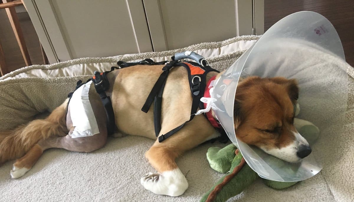 Chris Evans: la foto del cane Dodger tornato a casa dopo l’operazione