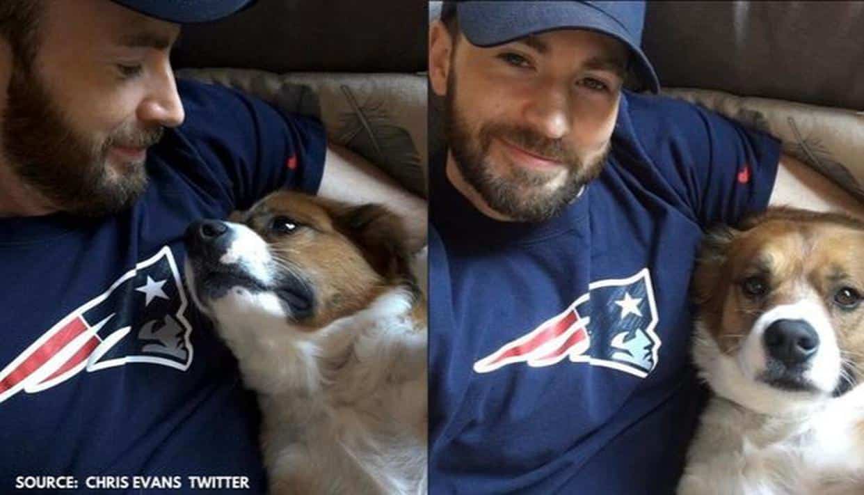 Chris Evans: la foto del cane Dodger col pelo rasato prima dell’operazione