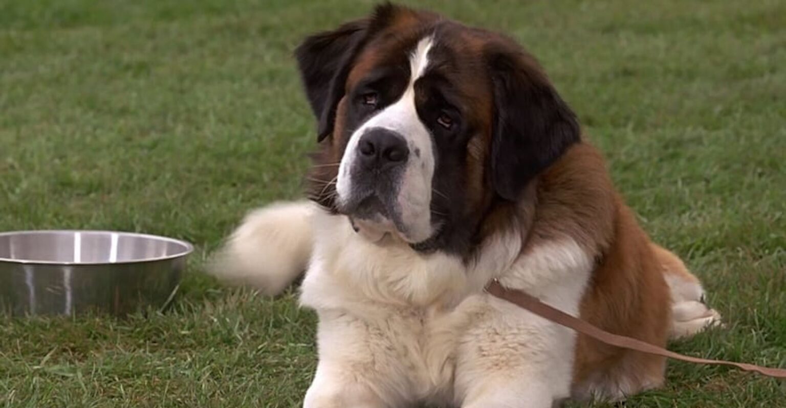 Che fine ha fatto Beethoven, il cane del film? La storia del San