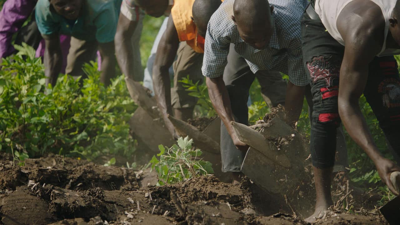 The Great Green Wall - Cinematographe.it