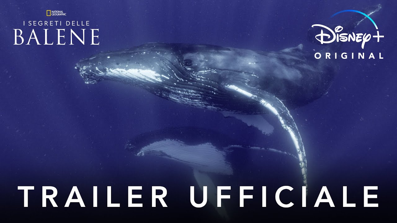 I Segreti delle Balene – il trailer della nuova serie originale Disney+