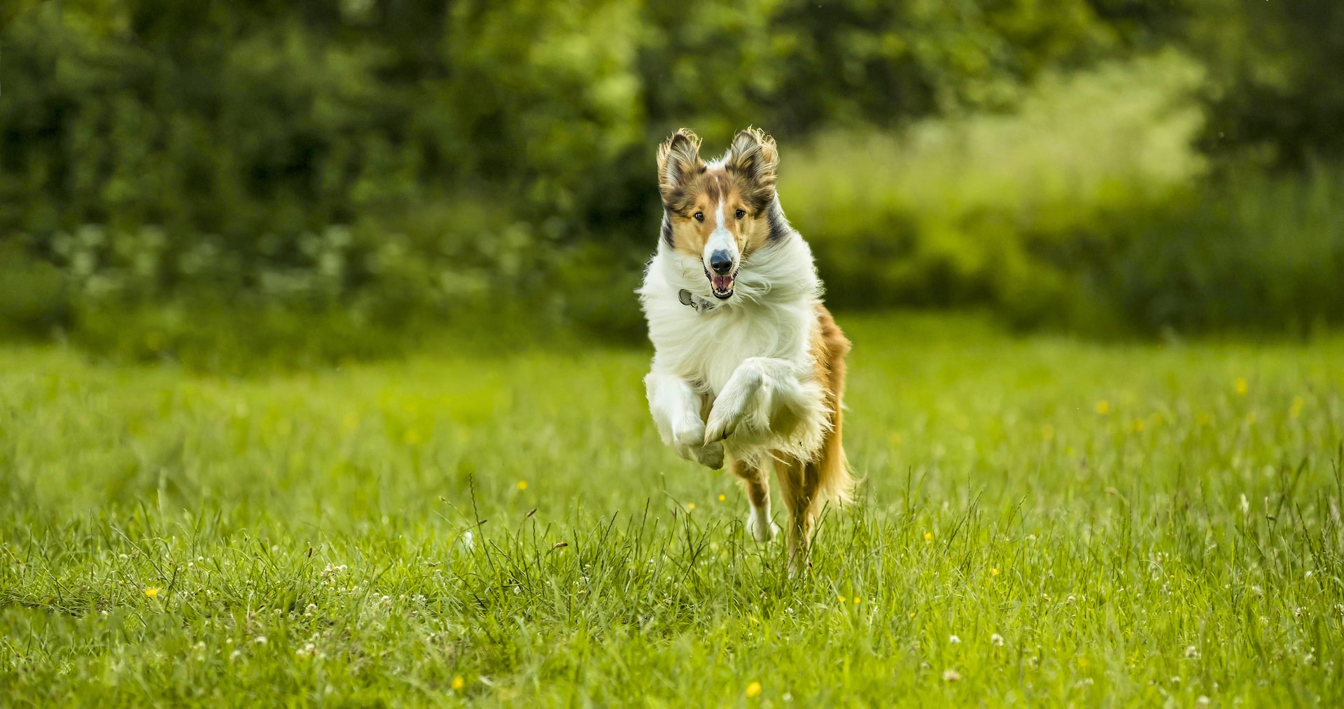 Lassie torna a casa Cinematographe.it