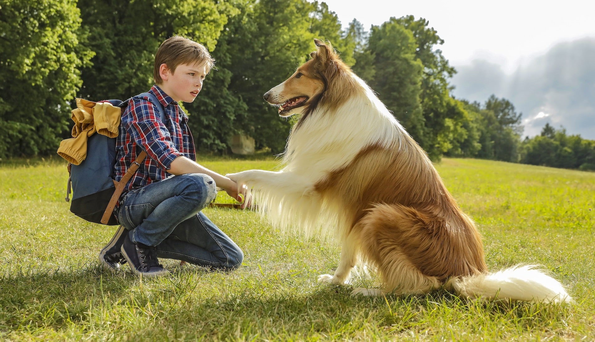 Lassie torna a casa: di che razza è il celebre cane protagonista del film?