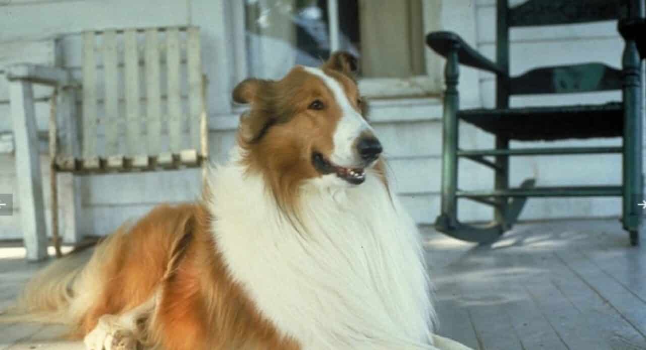 Lassie; cinematographe.it