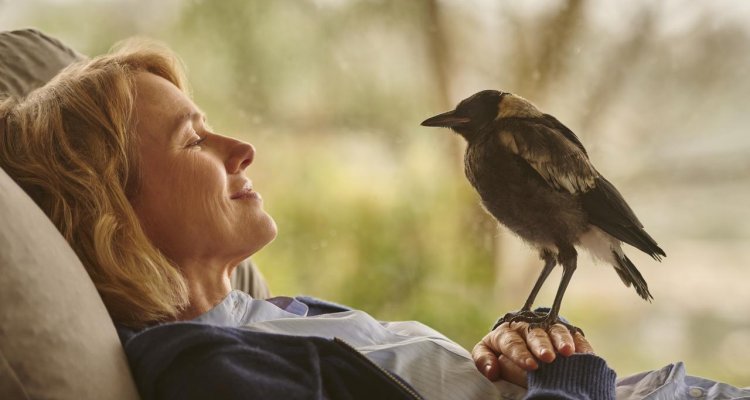 Penguin Bloom: Naomi Watts stringe amicizia con un uccellino nel trailer del film