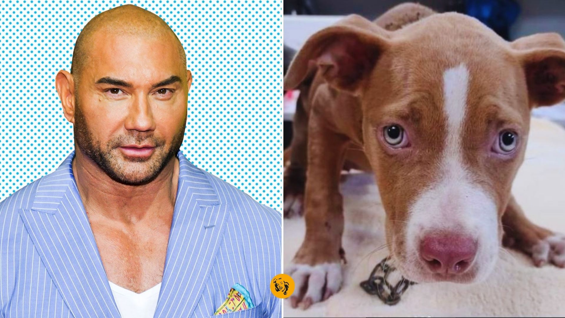 Dave Bautista e l’adozione del cuore: la star Marvel ha salvato un cucciolo maltrattato