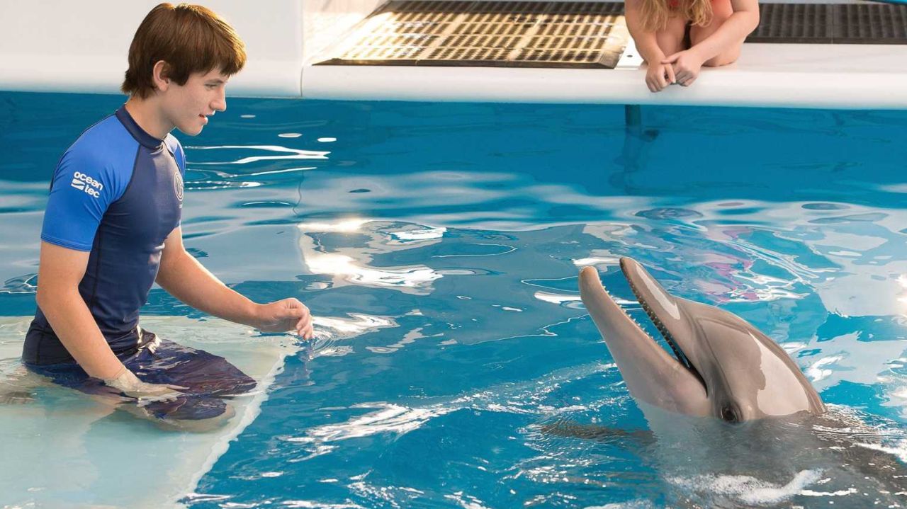 L’incredibile storia di Winter il delfino: addio alla star del film, morta a 16 anni