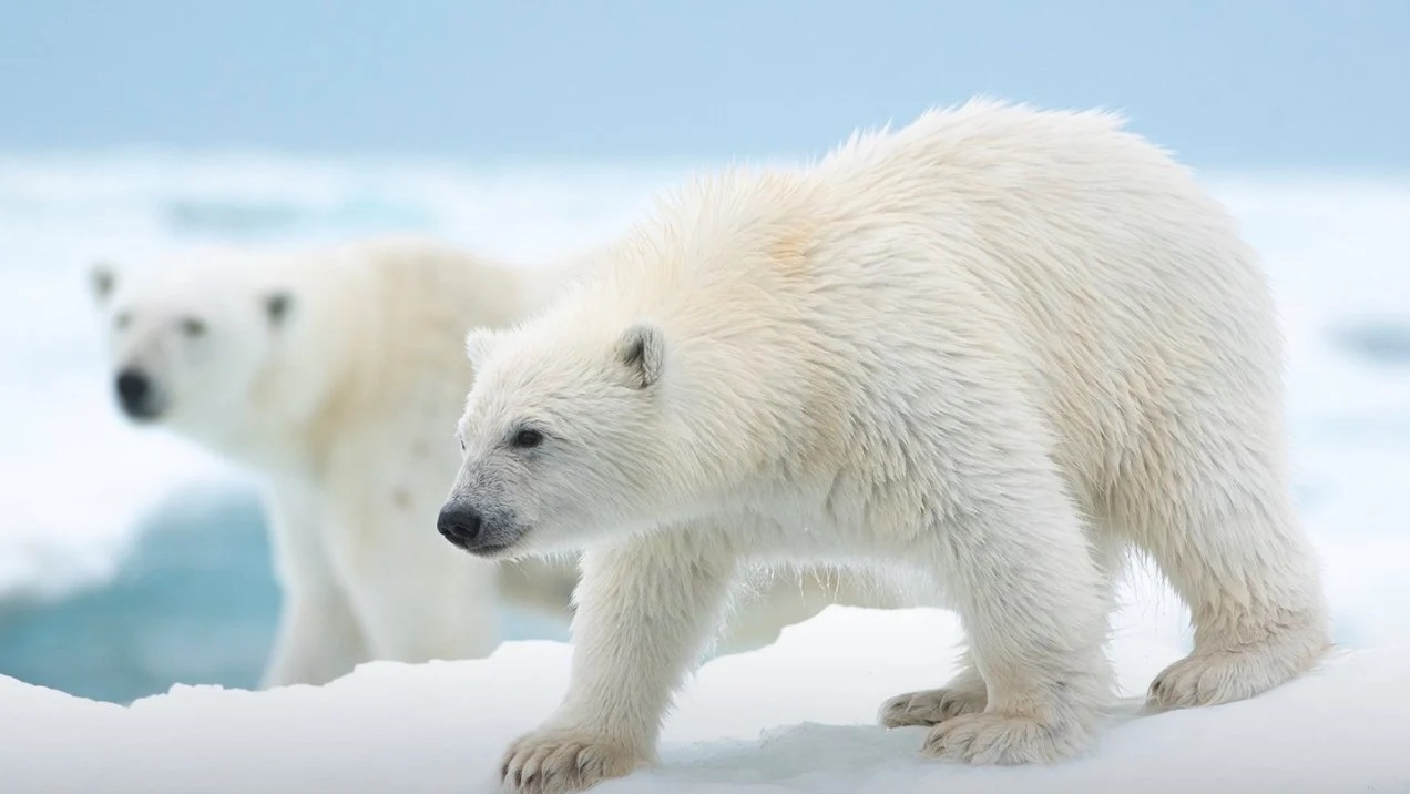 Polar Bear: trailer e data d’uscita del nuovo film di Disneynature